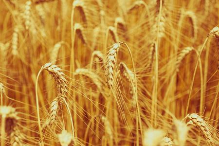 小麦字段的详细信息成熟的谷物字段照片