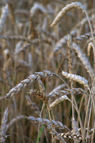 小麦,玉米,耳朵,谷物,成熟的,字段,收获