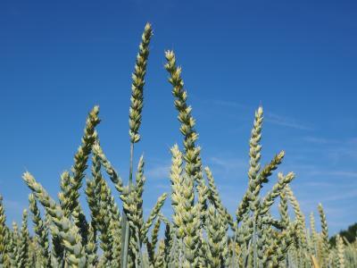 小麦穗,麦田,小麦,谷物,耳朵,粮食,玉米田